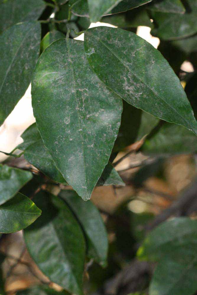              Shade leaves (Riverside, CA)       